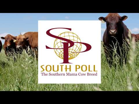 Introduction to South Poll
