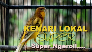 Download lagu kenari Lokal Super gacor mp3