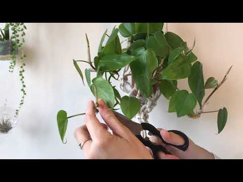image-How do you propagate philodendron vines?