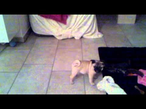 Mops Dame Tiffy freut sich über neues Spielzeug (11 Wochen)