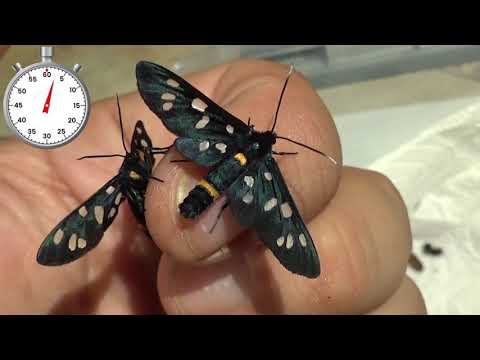 One-Minute Life Cycle: WASP Moth - Amata kruegeri marjana - Wasp moth from Turkey - Breeding