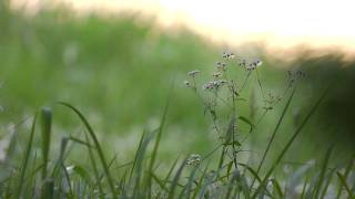 Panasonic AG-AF105 test