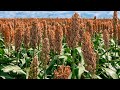 ज्वार की खेती | 80 क्विंटल उत्पादन देने बाली hybrid 