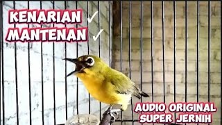 Download lagu Masteran Pleci nembak kenarian sambung mantenan mp3
