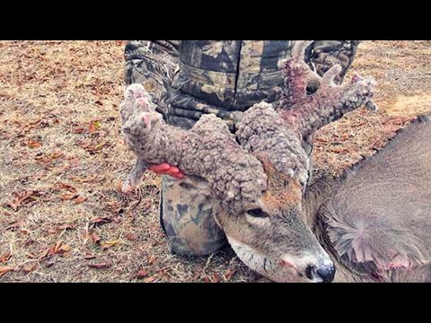 Man Sets Up Camera To Catch Deer, He Froze When He Looked At The Footage Video