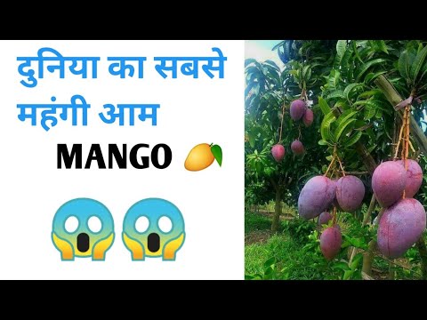 1 Kg Mango 🥭 2.7Lacks 😱 Miyazaki mango