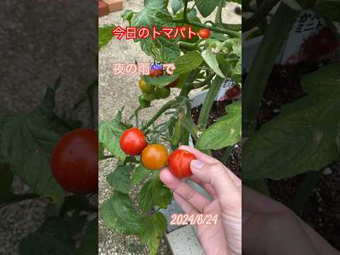 2024年に室内でトマトの苗を植え始めるのはいつですか?  庭園