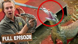 It's Feeding Time For The Deadly Komodo Dragons! 🦎 | The Wild Life Of Tim Faulkner S02 E14 | Untamed