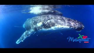 Matafonua humpback heaven in Ha'apai Tonga