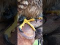 RAZOR SHARP PEREGRINE FALCON TALONS CLOSEUP