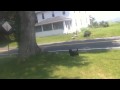 Training The Scottish Terrier Part 1
