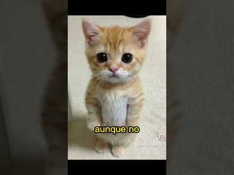 querido hermano cara de banano 🤣😂🍌🍌🍌