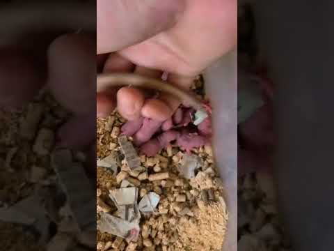 IUCN分類における絶滅の危険性を示す図。