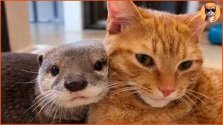 Download lagu An Otter Couldn’t Sleep Without His Beloved Cat, But This Was Never Supposed to Happen mp3