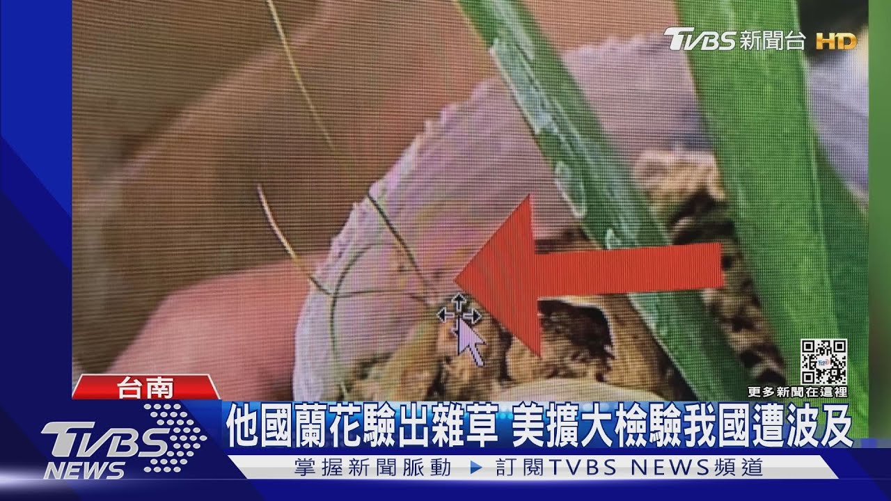被「帶賽」?蘭花輸美驗出雜草 花農將增兩成人力品管