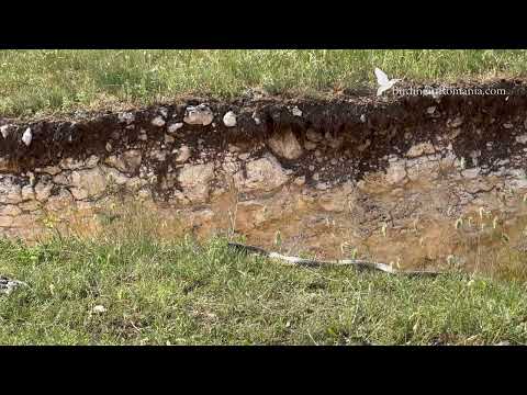 Blotched Snake | Balaurul dobrogean | Elaphe sauromates