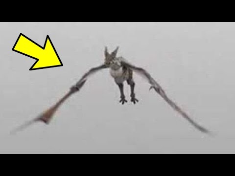 10 Mythical Creatures Caught on Tape