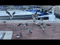 Seagulls Fight Loudly And Viciously Over Pizza