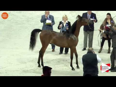 Paris WAHC 2016 - Class CM4 A