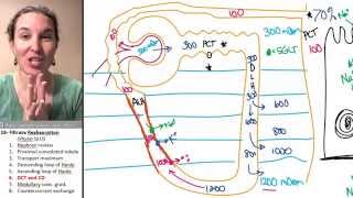 Reabsorption 6- Distal convoluted tubule & collecting duct