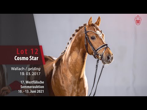 Westfälische Sommer-Auktion Lot 12 Cosmo Star Wallach v. Cosmopolitan D NRW - Lucky Strike