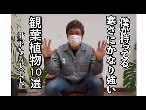 寒さや霜に強い鉢植えの植物はどれですか?採用する13本の木、多年草、花、多肉植物  庭園