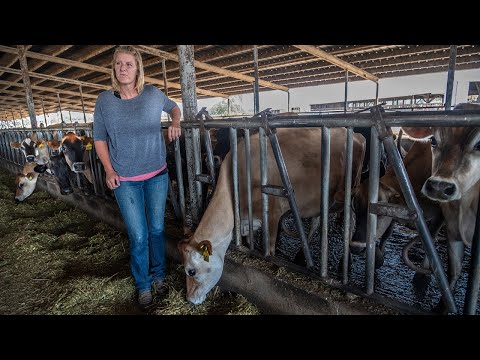 The California Drought Has Dairy Farm Selling Cows To...