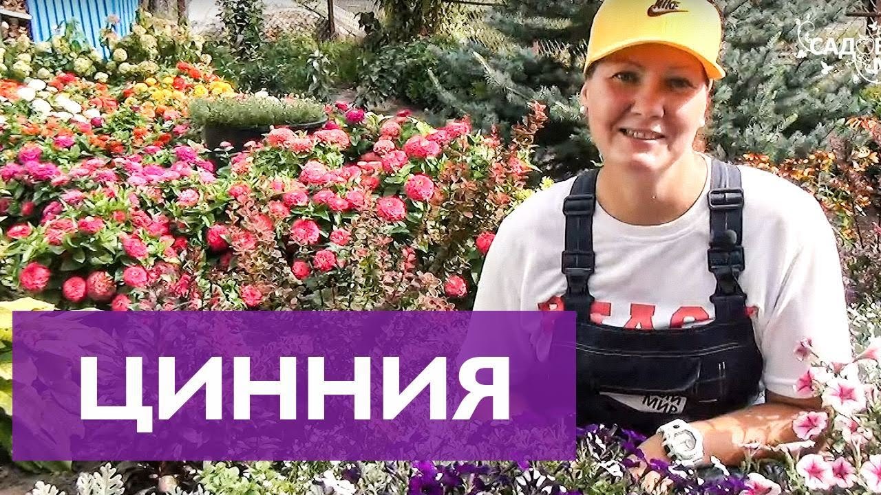 Бешеные циннии очень просто вырастить - самый простой способ