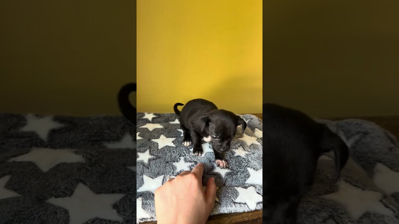 Enlarge Sprinkles, a ADOPTABLE mixed breed in Boulder, CO video 2/6