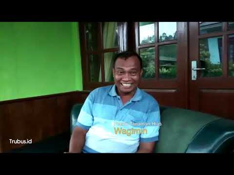 download lagu mp3 mp4 Tips Memulai Usaha Tanaman Hias, download lagu Tips Memulai Usaha Tanaman Hias gratis, unduh video klip Tips Memulai Usaha Tanaman Hias