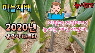 마늘재배, 2020년 마늘생육이 작년보다 빠르다고 합니다.[농사TV]