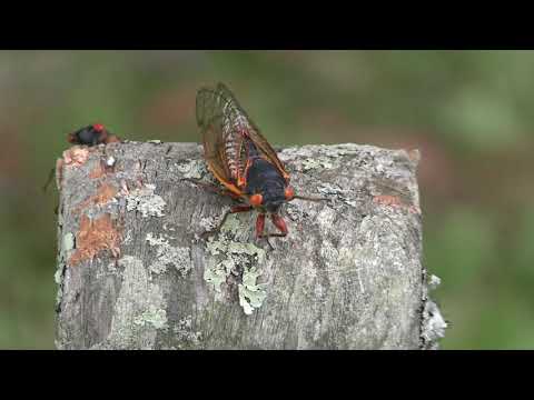 cicada 17 year reunion