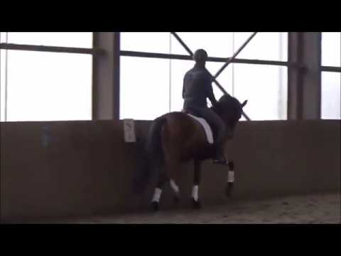 Bauer Dressage- Catalina v. Cormint x Carthago