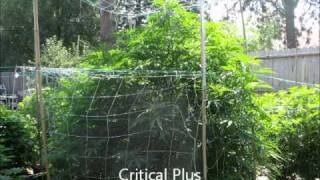 too much weed: end of veg stills- the orchard