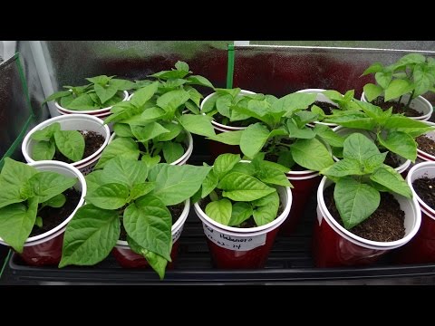 2015 Super Hot Peppers Growing Season - Ep. 05: Plants Update Video