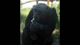 "Angel Song" Kenny Wheeler, Lee Kontz, Bill Frisell, Dave Holland