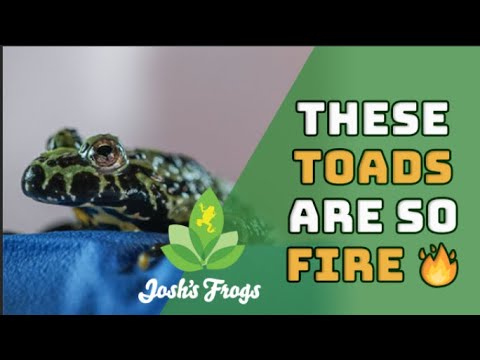 Fire-Bellied Toad Species Spotlight | Josh's Frogs