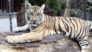 Top 10 Things to Do in Chiang Mai, Thailand