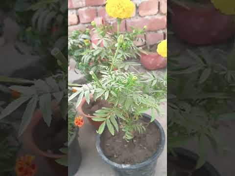 Most important flower and your plants MarryGold plants 🌱 #flowers #ourgreengarden #greenplants#like