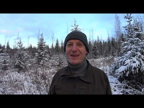 Metsolan Metsäkoulu 239 - Turvemaalla HALPAA uudistamista!