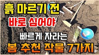 3월에 비 내린뒤 심으면 무조건 대박 나는 작물 7가지 #텃밭농사 #3월에심는작물