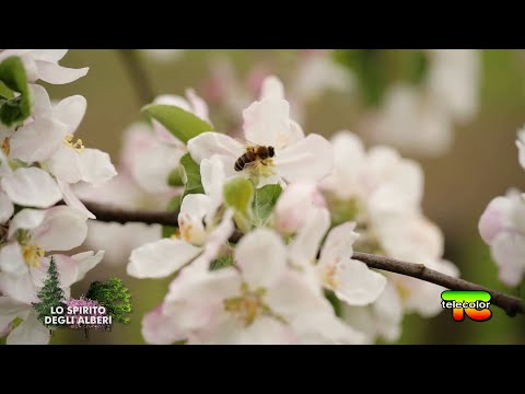 Lo spirito degli alberi: le erbe amiche delle api 17.04.2023