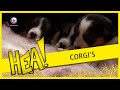 HEA! Een nest vol met Corgi's