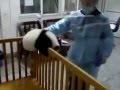 Yavru Panda Firar Etmeye Çalışıyor