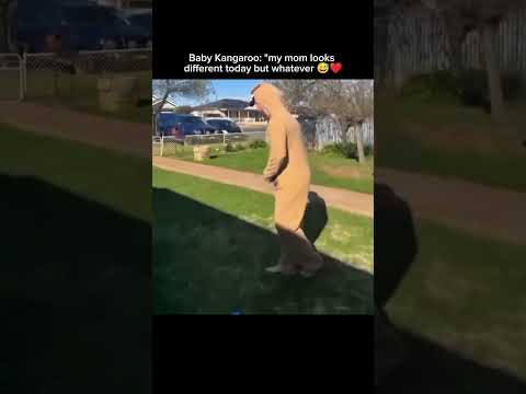 Baby Kangaroo: 