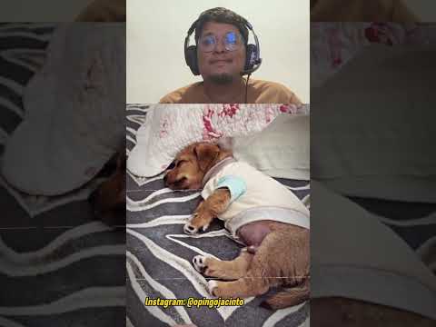 OLHA QUE FOFO MANO!! #familia #cachorro #pets #youtubeshorts #shorts