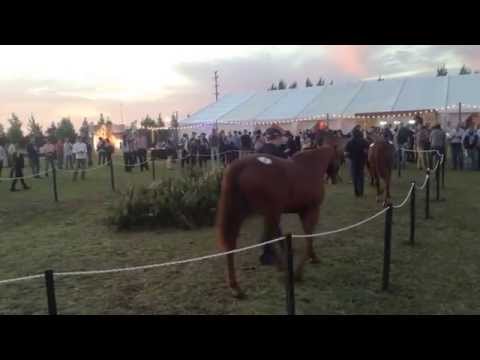 PoloLine TV - Lovelocks