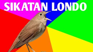 Download lagu suara burung sikatan londo di alam liar full 1 jam....mp3