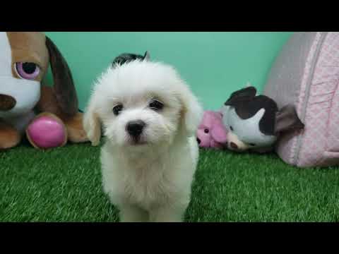 Maltipoo Puppy- Female- Olga