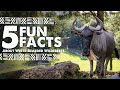 5 Fun Facts About The White Bearded Wildebeest Virginia Safari Park